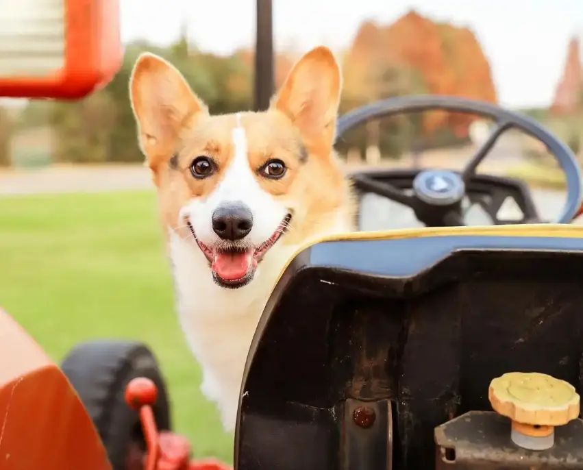 What are the benefits and drawbacks of plush toys for Corgis?